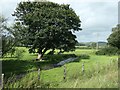SH8830 : Tree along a stream, east of Dolfawr by Christine Johnstone