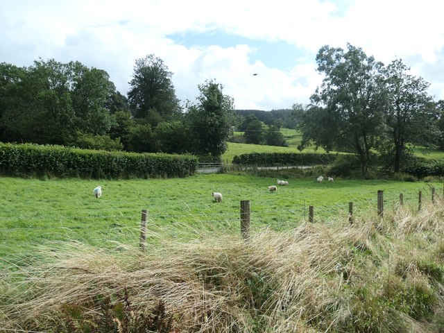 Sheep grazing between the railway and the B4403