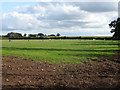 Grazing near Lower Wood Corner Farm