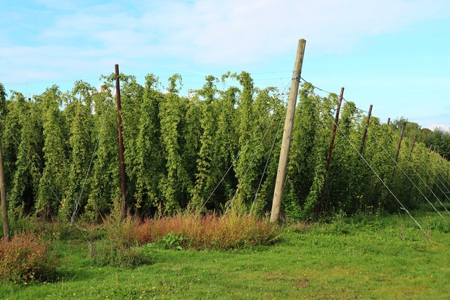 Hop field near Lamberhurst Road © Oast House Archive cc-by-sa/2.0 ...