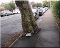 Tracsis meter at the edge of a tree, Romilly Park Road, Barry