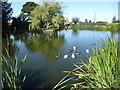 Ducks on the village pond at Westwoodside