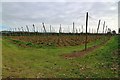 Hop field by Kit Hill