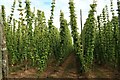 Hop field by Clockhouse Lane