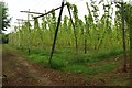 Hop field near Hickmans Green