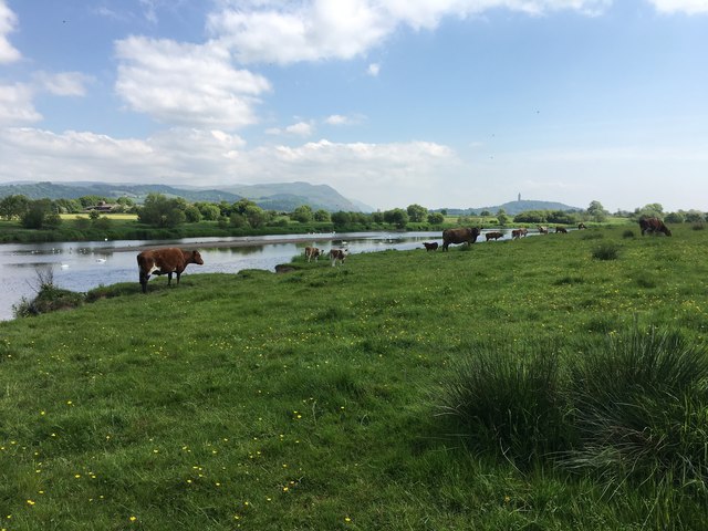 Cattle by the Forth