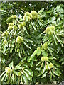 Sweet chestnut tree, Badlesmere Lees