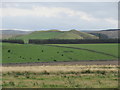 Shelter strip on Mirlie Knowe near Oxnam in the Scottish Borders