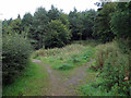 Path junction near A695