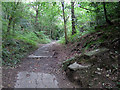 Track at north end of Cockshot Dene