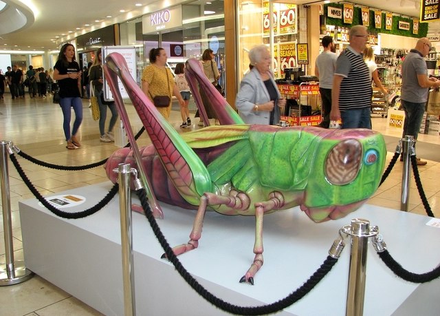 Big Bugs on tour - grasshopper