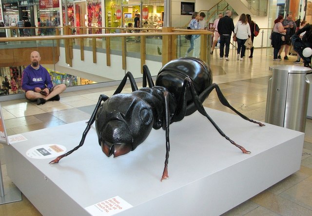Big Bugs on tour - black ant