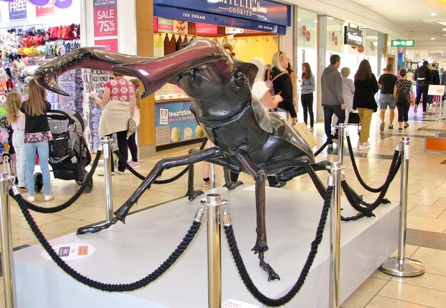 Big Bugs on tour - stag beetle