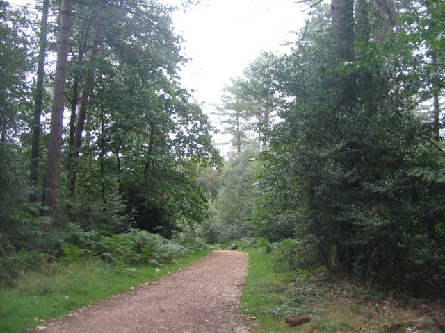 Cycle route through Holmsley Inclosure