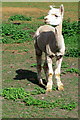 Friendly alpaca