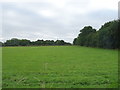 Grassland beside the B4141