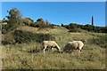 Sheep near Renscombe Farm