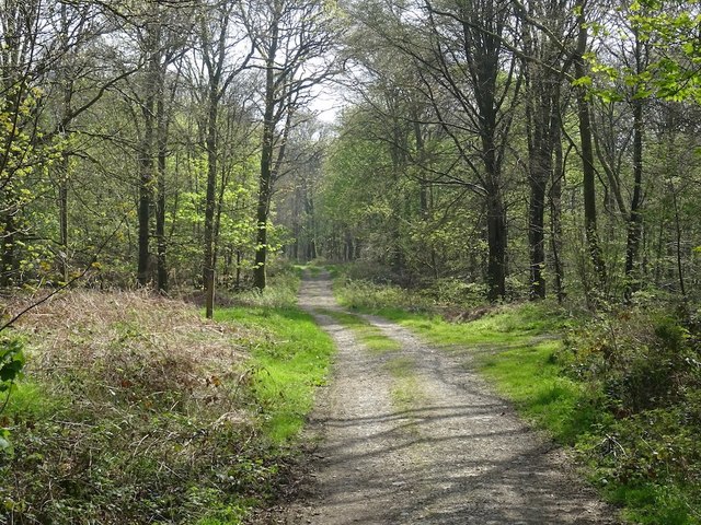 Forest road, Cally