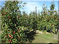 Apple orchards at East Sutton