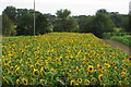 Market Garden sunflowers