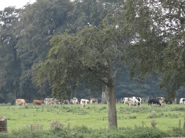 Cattle near Beech Grove Farm