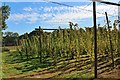 Hop field at Hoads Farm