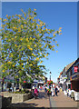 Tree in Sheep Street