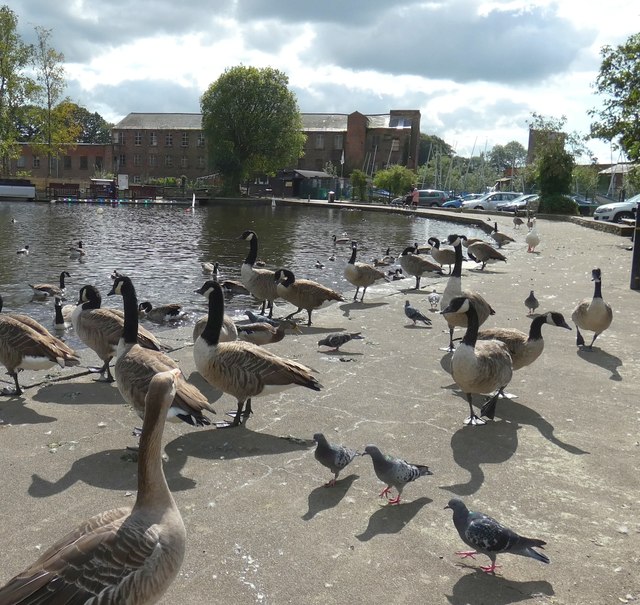 Pigeons and geese at Etherow