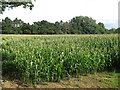 Field between Moorfield Road and Savay Lane