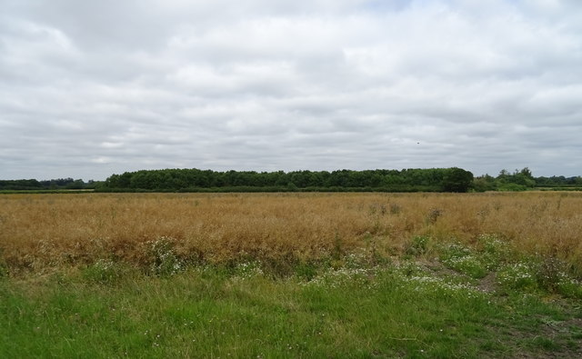 Oilseed rape crop towards woodland © JThomas :: Geograph Britain and ...