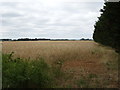 Cereal crop near Pickwick Farm