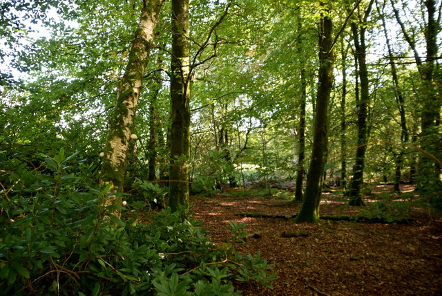 Seskinore Forest © Kenneth Allen :: Geograph Britain And Ireland