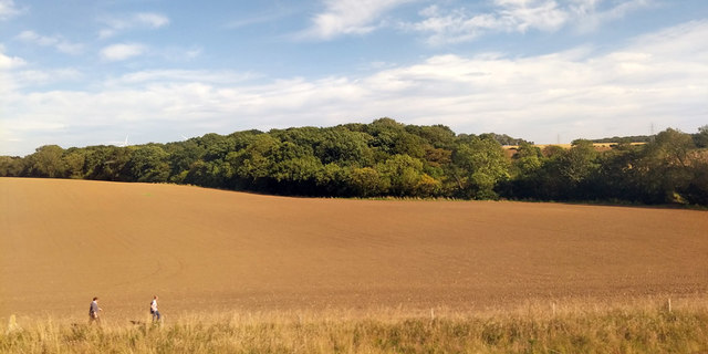 Ploughed field and wood, Beaumont Hill