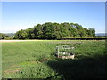 Grass field and Pointers Wood