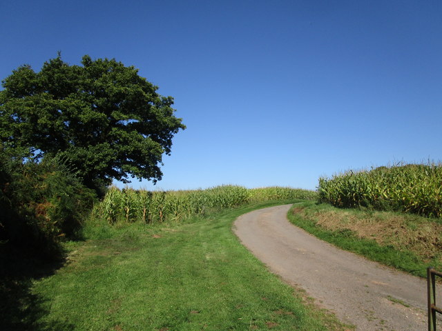 Maize and roadway to Upper Llantrothy