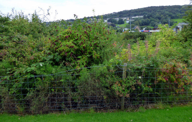 Dense bushes by the A8