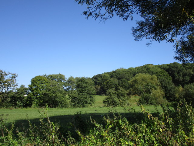 Grass field and Court Wood
