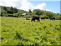 Welsh Black cattle grazing on coastal pasture