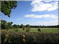 Young trees in the corner of a field near Billesley