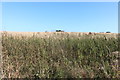 TQ1396 : Field in Bushey by David Howard