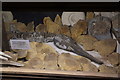 Ichthyosaur fossil in the Lyme Regis Fossils shop