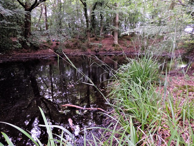 Woodland Pond at Ellenwhorne
