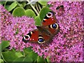 Peacock butterfly