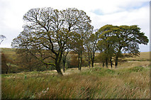 SD6720 : Trees, Darwen Moor by Ian Taylor