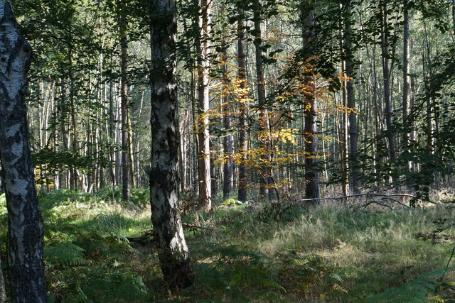 Forest in Beaudesert Old Park