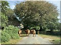 Cows on the road