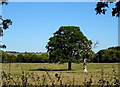 Trees in field near Waterslade Farm