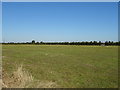 Grazing off Bicester Road, Ludgershall