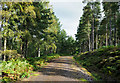 NY9549 : Forest road in Deborah Plantation by Trevor Littlewood