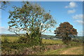 Field boundary near Worthele Cross